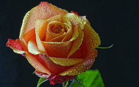 Оранжевая роза в каплях росы на черном фоне
