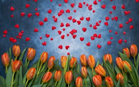Оранжевые тюльпаны на сером фоне с красными сердечками