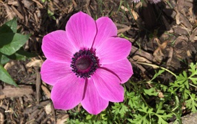 Pink anemone flower in the flowerbed
