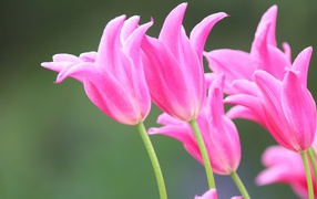 Pink beautiful spring tulips