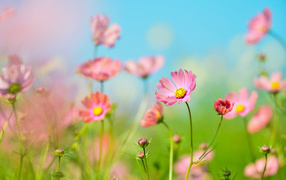 Розовые цветы космея под голубым небом летом