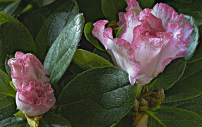 Розовые цветы рододендрон в зеленых листьях 