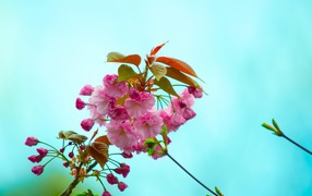 Pink flowers with green leaves on a branch on a blue background
