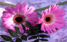Pink gerbera with green leaves