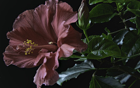 Pink hibiscus flower with a bud and green leaves on a black background