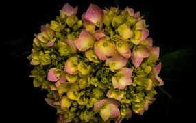 Pink hydrangea flower blooming on a black background