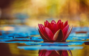 Pink lotus flower in water with green leaves