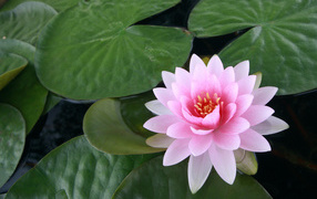 Pink lotus flower in water with large green leaves