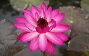 Розовый цветок лотоса с листьями в воде