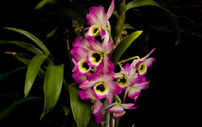 Pink orchid flowers with green leaves on black background