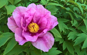 Pink peony flower in flowerbed close up