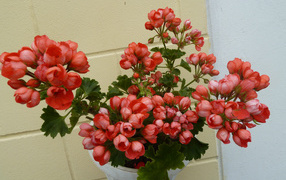 Pink potted geranium flowers in a pot