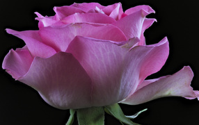 Pink rose with delicate petals on a black background