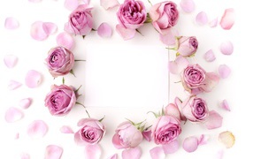 Розовые розы с лепестками на белом фоне с листом бумаги 