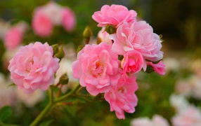 Розовые мелкие розы с бутонами на клумбе