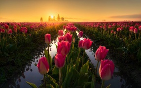 Pink tulips at sunrise after the rain