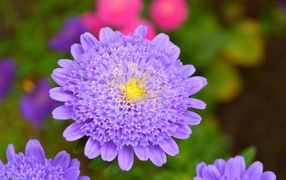 Фиолетовый цветок астры крупным планом