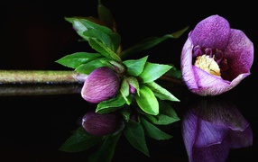 Фиолетовый цветок морозник на черном фоне