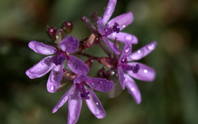 Фиолетовый цветок петрея в каплях росы