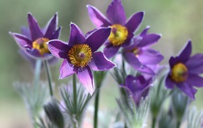 Purple flowers lumbago in the sun close up