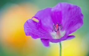 Фиолетовый цветок герани крупным планом
