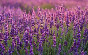 Фиолетовые цветы лаванды на поле крупным планом