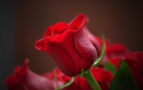 Red english rose close up