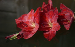 Красный цветок гладиолуса лежит в воде