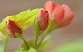 Красный цветок герани распускается крупным планом