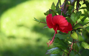 Красный цветок гибискуса с зелеными листьями