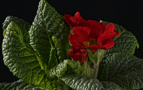Красный цветок примулы в зеленых листьях на черном фоне