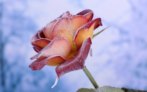 Лепестки красной розы покрыты инеем 