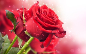 Red roses on a pink background with bokeh