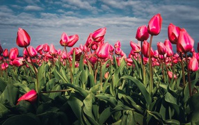 Красные тюльпаны на поле под голубым небом