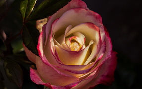 Роза с нежными бело-розовыми лепестками крупным планом