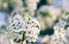 Весенние белые цветы на ветке дерева