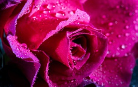 Tender pink rose in dew drops close-up