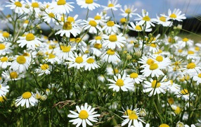Tender white wild daisies close-up