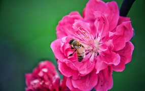 The bee sits on a pink flower on a green background