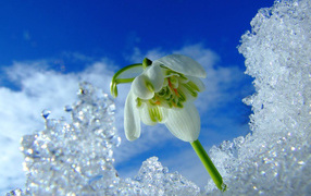 The first spring snowdrop in the snow against a blue sky