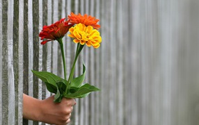 Три цветка циннии в руке в заборе