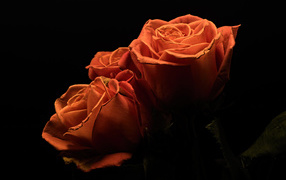 Three orange roses on a black background