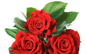 Три красные розы с зелеными листьями на белом фоне