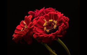 Три красных цветка цинии на черном фоне