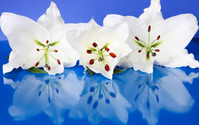 Три белые лилии отражаются в голубой поверхности 