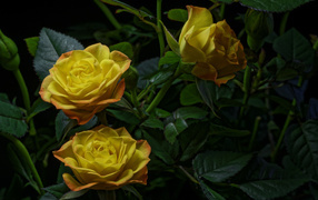 Три желтые розы с зелеными листьями на черном фоне