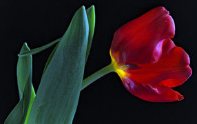 Tulip with green leaves on a black background