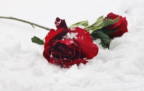 Two delicate red roses in the snow
