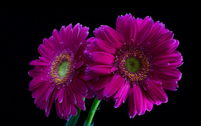 Two lilac gerberas on a black background