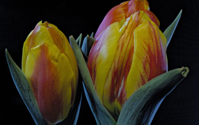 Two orange tulips on black background close up